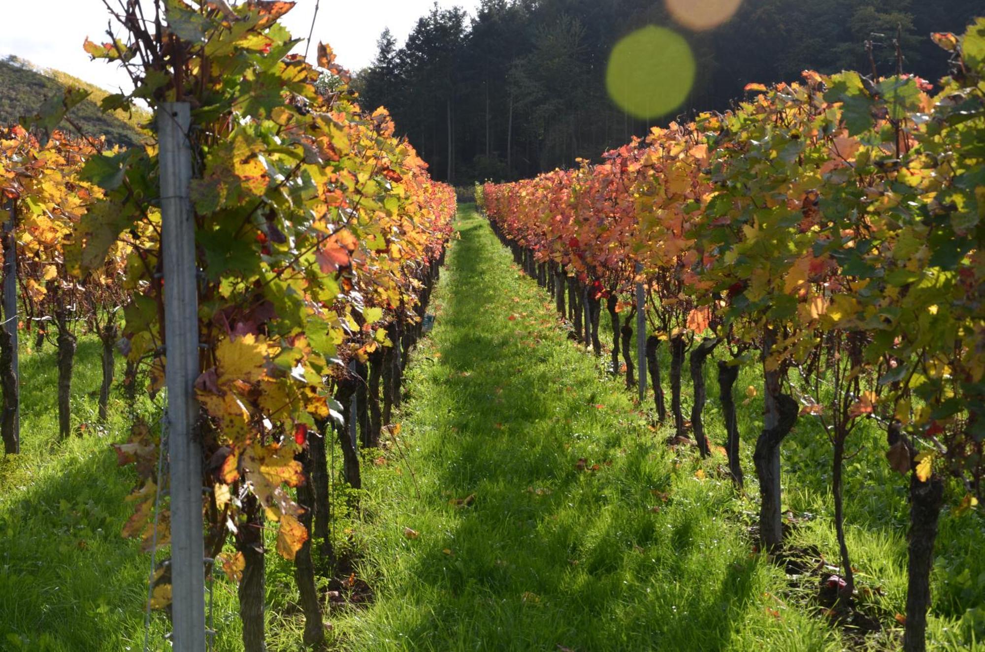 Apartmán Ferienweingut Gansen / Hochgenuss 1 Ernst Exteriér fotografie